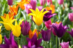 colorful-lily-flowering-Tulips-iStock-000016366381XSmall_thumb